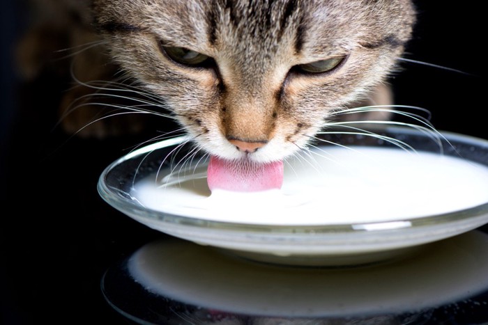 お皿のミルクを舐める猫