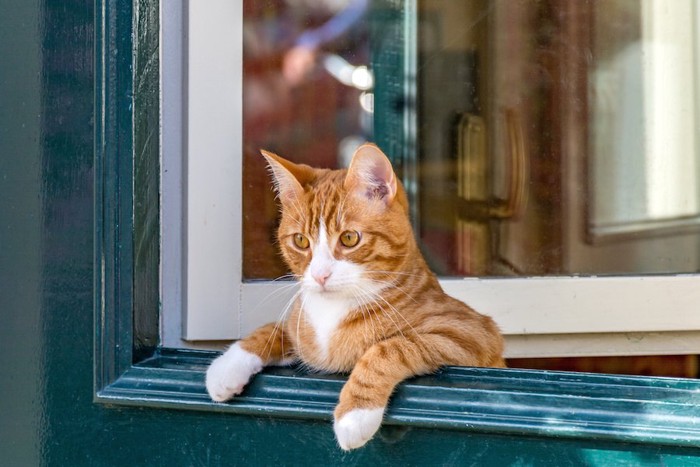 窓に手をかけて外を見ている猫