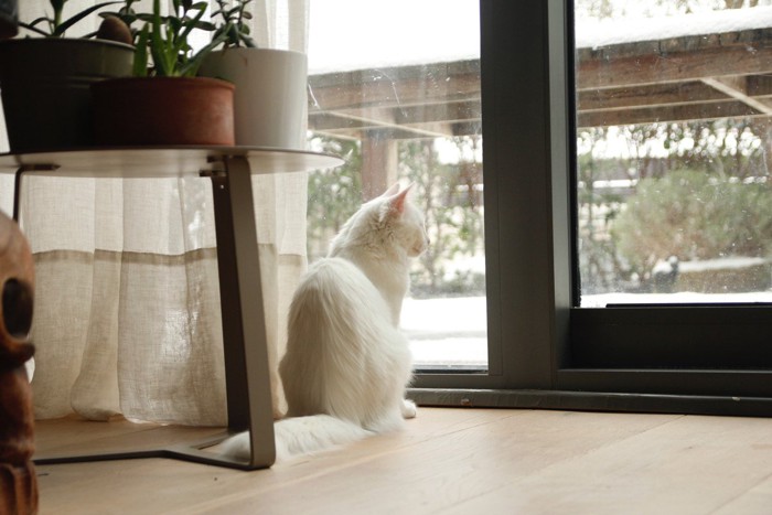 窓の外を眺める白猫