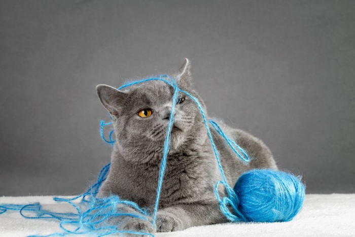 毛糸が絡まる灰色の猫