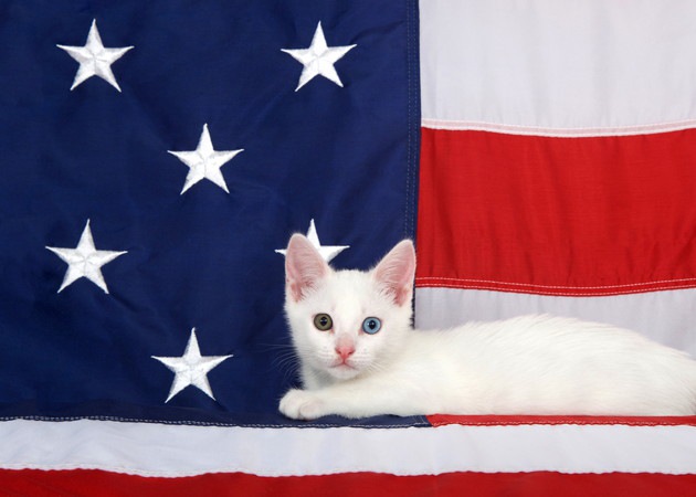 アメリカ国旗に乗っている猫