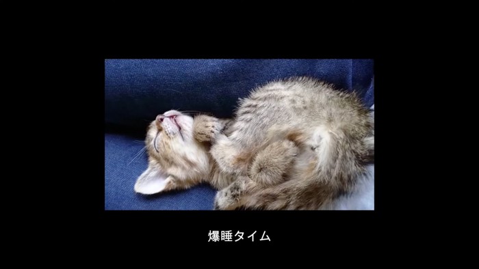 爆睡する猫