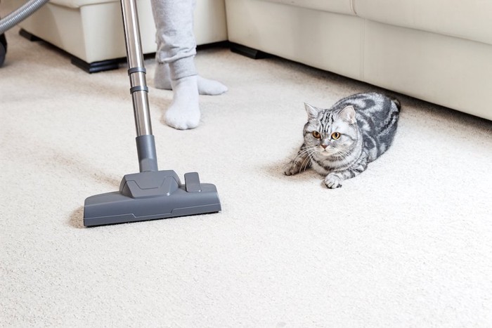 掃除機をかける飼い主とくつろぐ猫