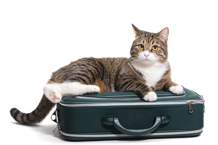 スーツケースの上に乗る猫
