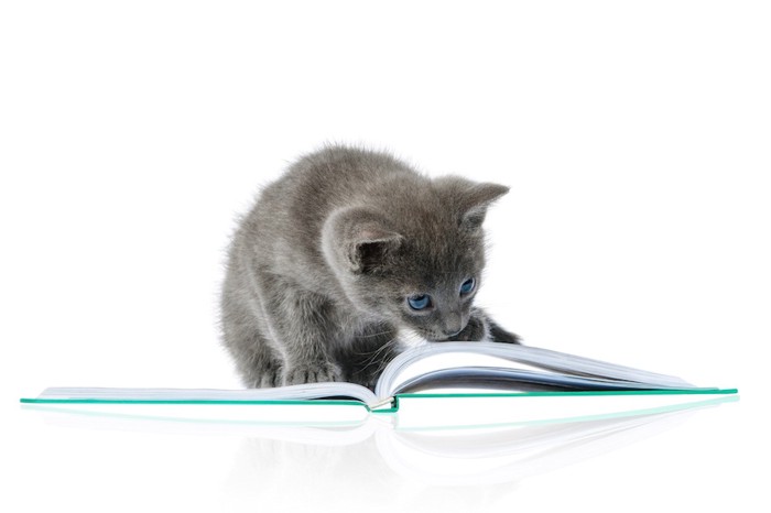 本の上に乗っている子猫