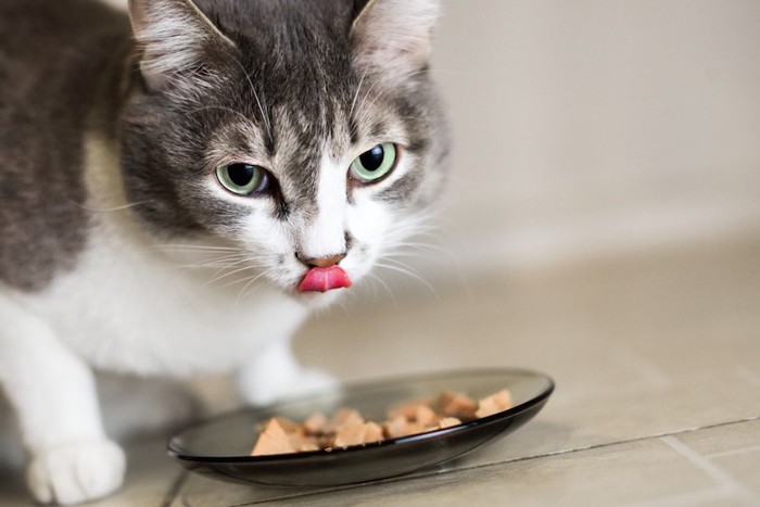 食事中に舌を出している猫