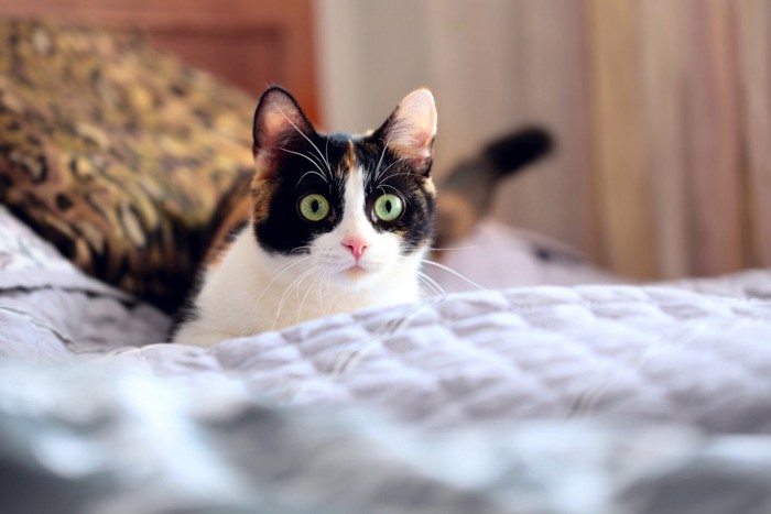 目を丸くしてベッドの上にいるハチワレ猫