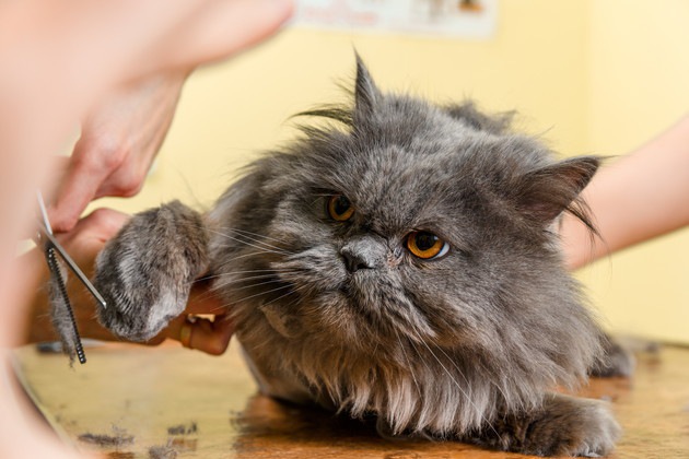 肉球周りの毛を切られている猫