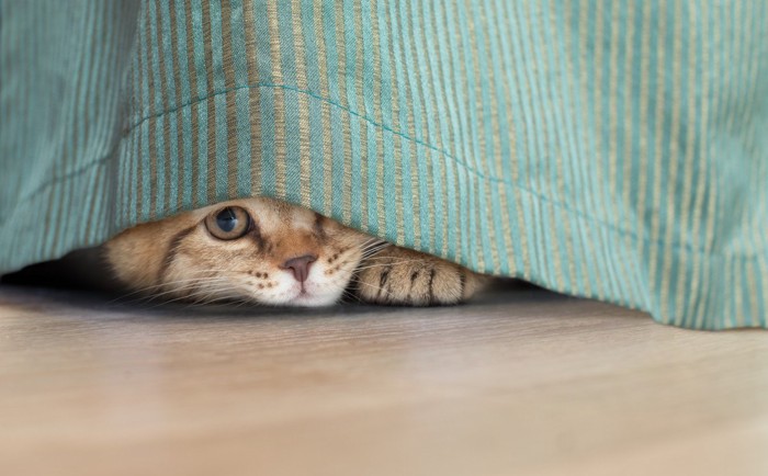 カーテンの下から顔を覗かせる猫