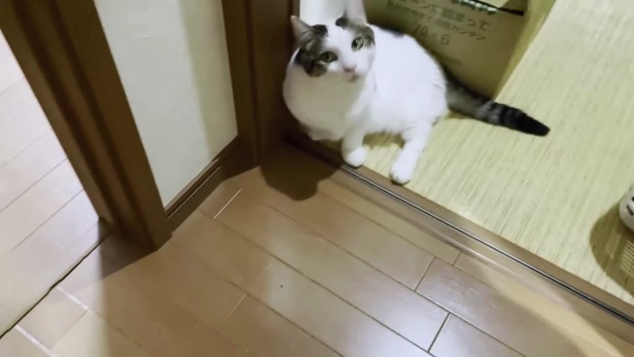 斜めを見上げる猫