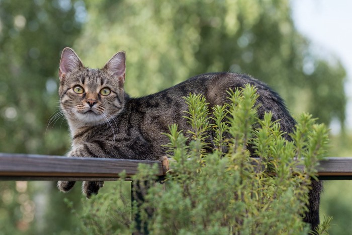 バルコニーの敷地に座る猫