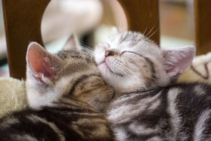 寄り添って眠る二匹の子猫