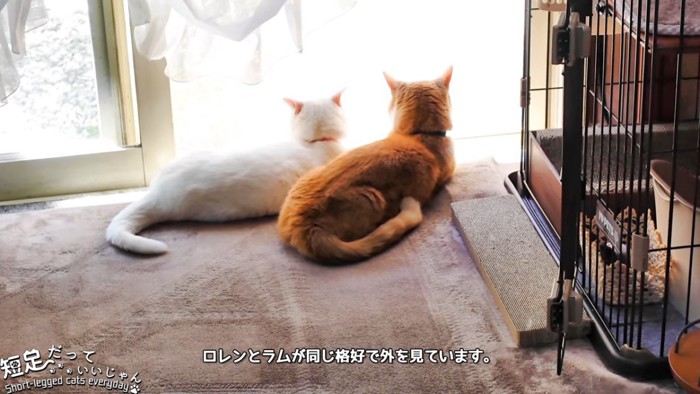 白い猫と茶色の猫