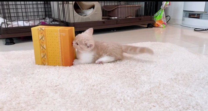 箱で遊ぶ猫