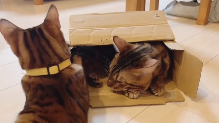 箱に入る猫と子猫