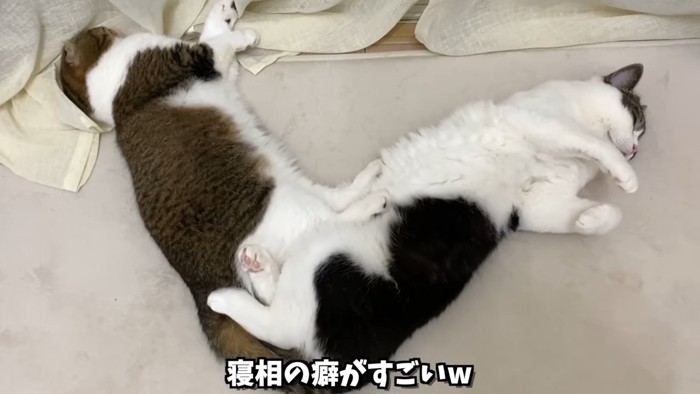 Vの字になって寝る2匹の猫