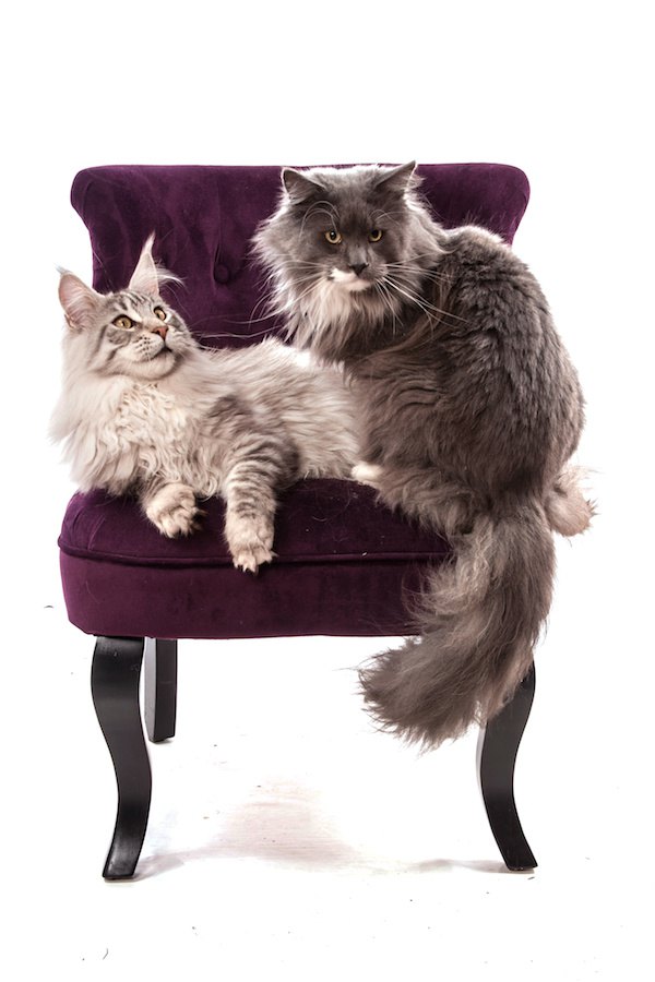 ソファーに座る世界一高い猫かもしれないメインクーン