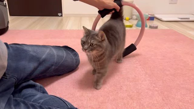 輪っかをくぐる猫