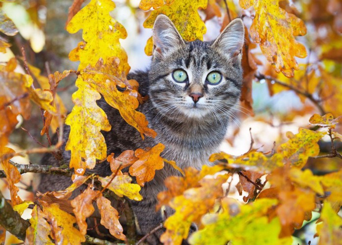 秋の景色を楽しむ猫