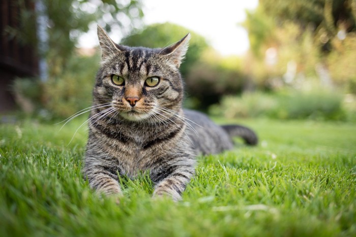 芝生の上で座る猫
