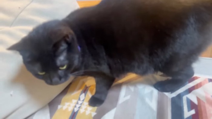 ソファーに乗る黒猫