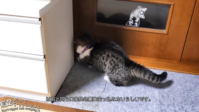 家具の裏に前足を入れる猫