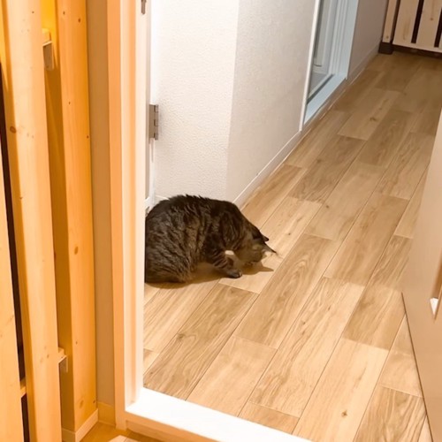 床に顔を近づける猫