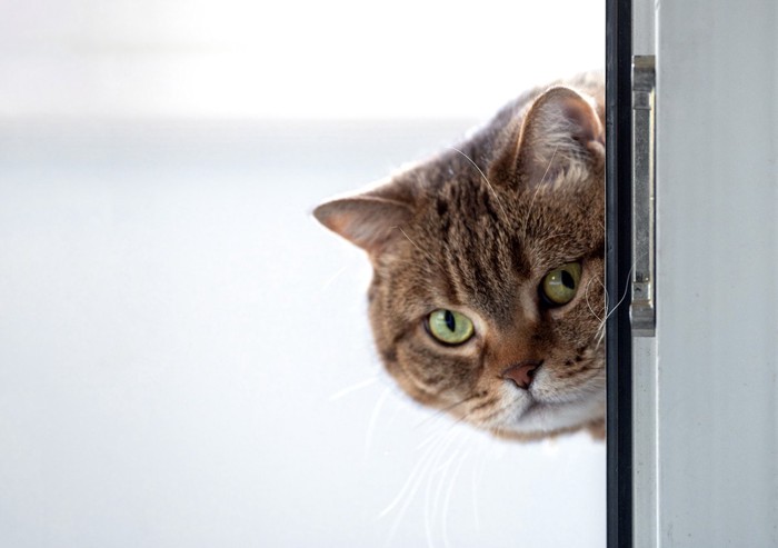 ドア越しに覗いている猫