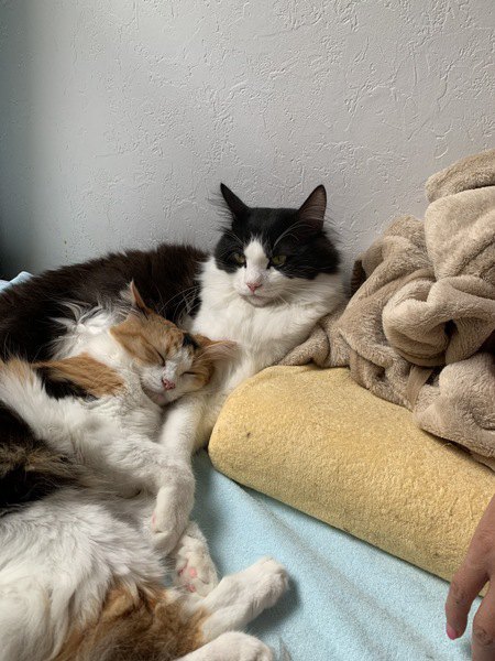 眠る妹猫と守る兄猫
