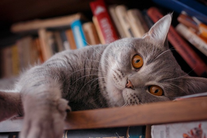 本棚に居る猫
