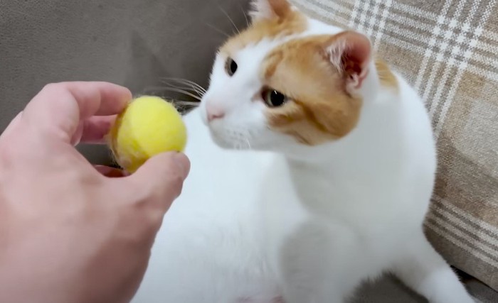 黄色いボールに鼻を寄せる猫