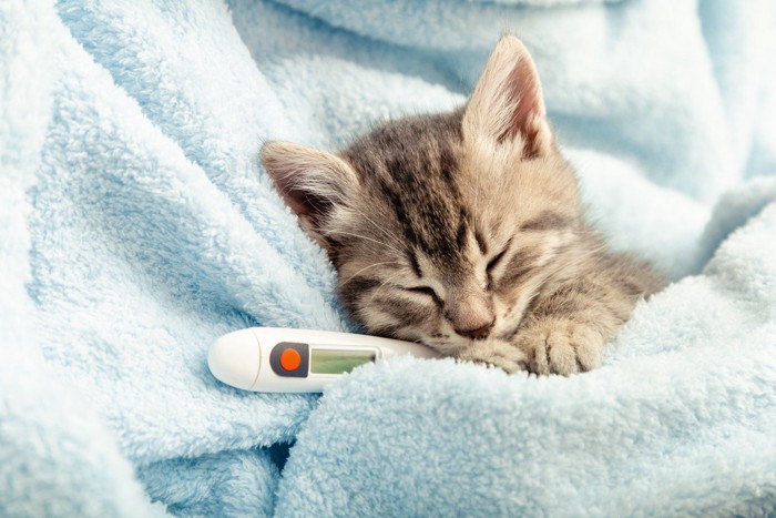 子猫と体温計