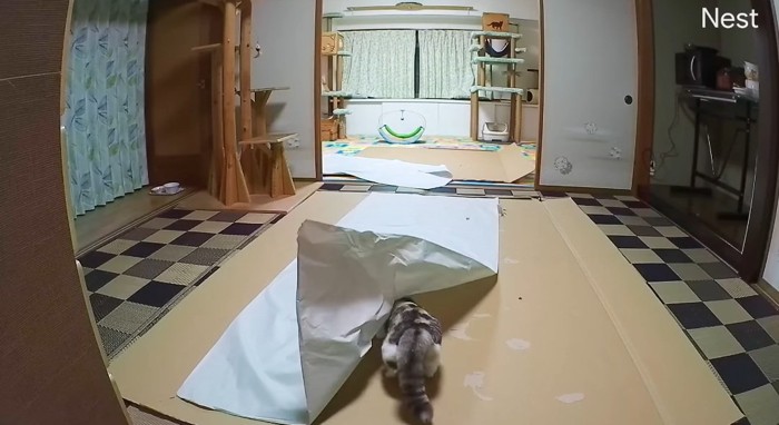 包み紙に入る猫