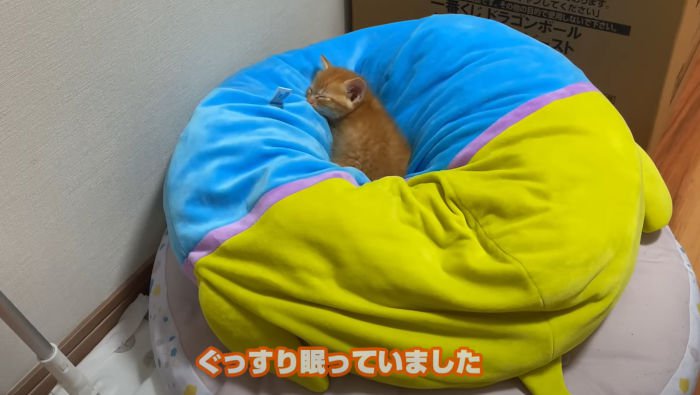 眠る茶トラの子猫