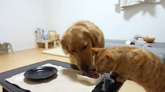 猫のステーキをとる犬