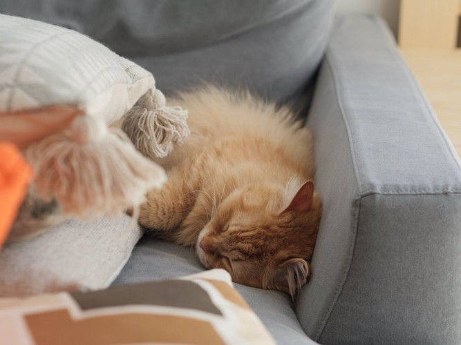 ソファーで眠っている猫