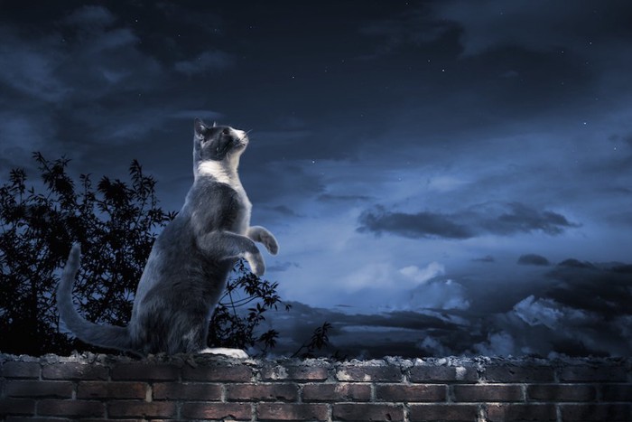 夜の街で立ち上がる身体能力の高い猫