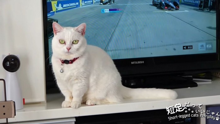 テレビの前の座る猫