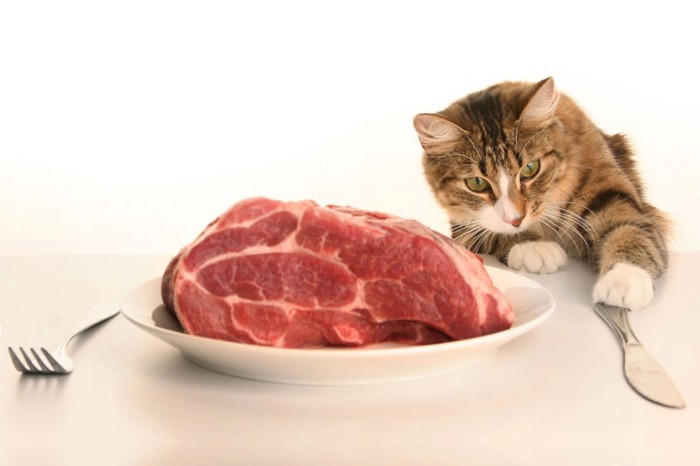 食器に盛られた肉と猫