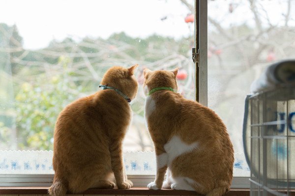 窓の外を見るに２匹の猫