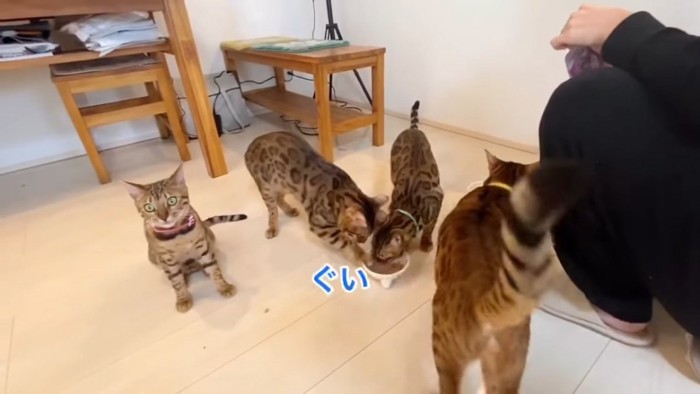 お皿に集まる猫とおすわりする猫