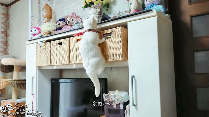 テレビの棚を登る猫