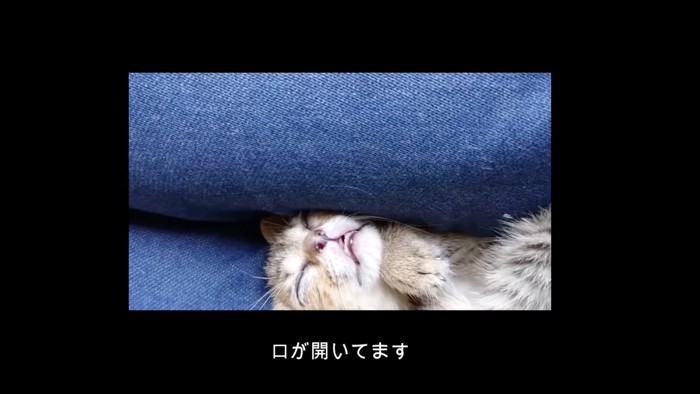 猫の寝顔
