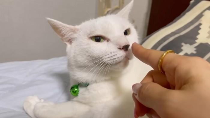 人の指のにおいを嗅ぐ猫