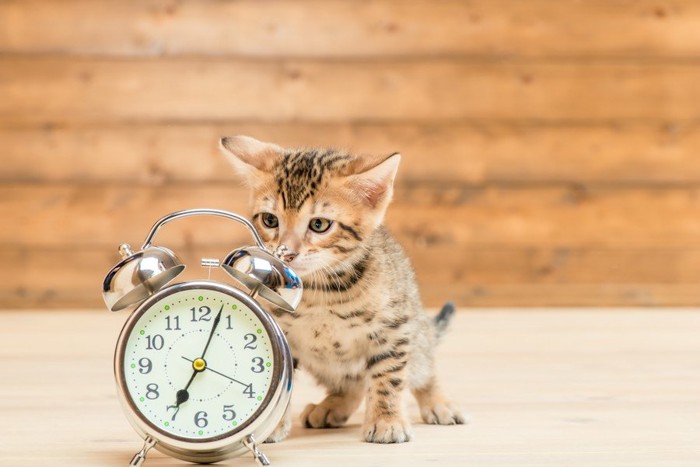 時計と猫