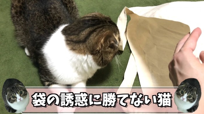 袋の中を見る猫