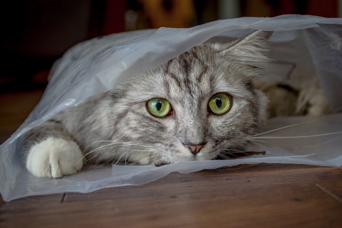 ビニール袋の中に入る猫