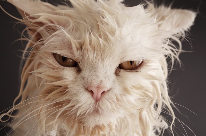 びしょ濡れで不機嫌な猫の顔