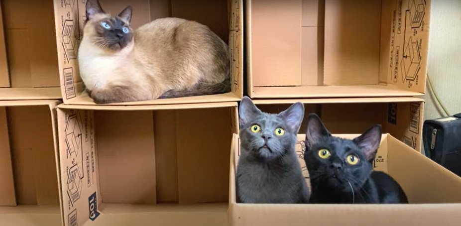 箱と3匹の猫