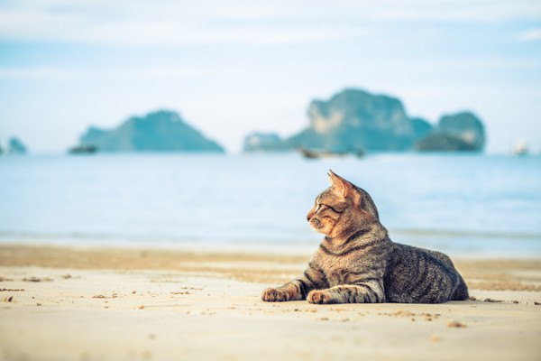 海辺にいる猫